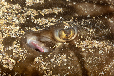 Underwater fauna along the coast of Charente-Maritime in France. Photographs by Amar Guillen.