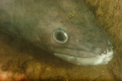 Underwater fauna along the coast of Charente-Maritime in France. Photographs by Amar Guillen.