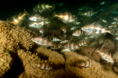 Underwater fauna along the coast of Charente-Maritime in France. Photographs by Amar Guillen.