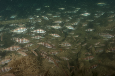 Underwater fauna along the coast of Charente-Maritime in France. Photographs by Amar Guillen.