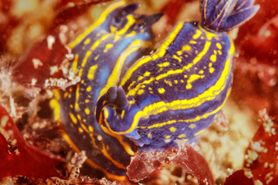 Underwater fauna along the coast of Charente-Maritime in France. Photographs by Amar Guillen.