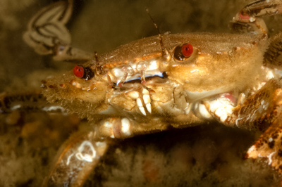 Underwater fauna along the coast of Charente-Maritime in France. Photographs by Amar Guillen.