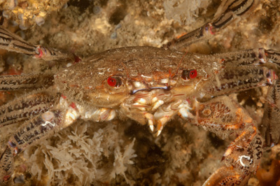 Underwater fauna along the coast of Charente-Maritime in France. Photographs by Amar Guillen.