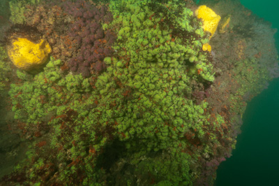 La faune et la flore sous-marine attachée sur les côtes de la Charente-Maritime - Photographies par Amar Guillen.