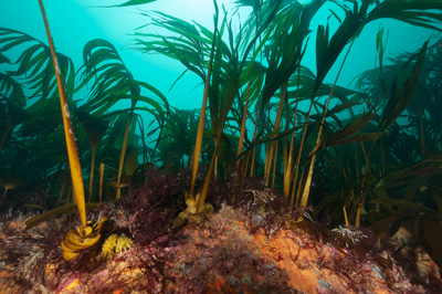 Underwater fauna along the coast of Charente-Maritime in France. Photographs by Amar Guillen.