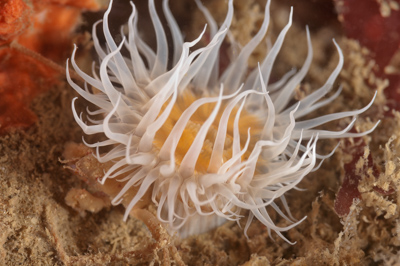 Underwater fauna along the coast of Charente-Maritime in France. Photographs by Amar Guillen.