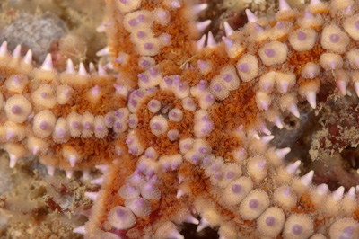 Underwater fauna along the coast of Charente-Maritime in France. Photographs by Amar Guillen.