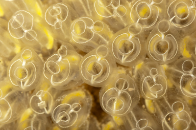 Underwater fauna along the coast of Charente-Maritime in France. Photographs by Amar Guillen.