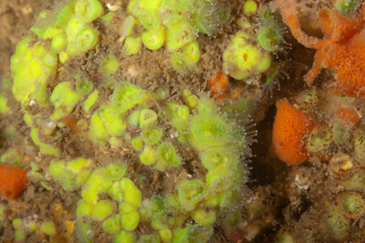 Underwater fauna along the coast of Charente-Maritime in France. Photographs by Amar Guillen.