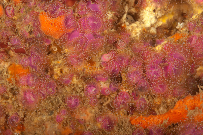 Underwater fauna along the coast of Charente-Maritime in France. Photographs by Amar Guillen.