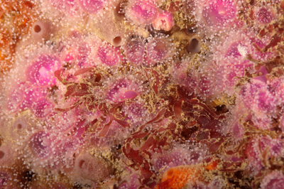 Underwater fauna along the coast of Charente-Maritime in France. Photographs by Amar Guillen.