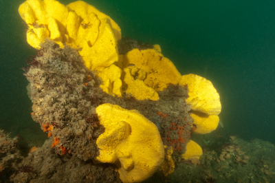 Underwater fauna along the coast of Charente-Maritime in France. Photographs by Amar Guillen.