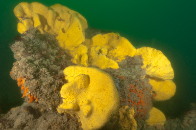 Underwater fauna along the coast of Charente-Maritime in France. Photographs by Amar Guillen.