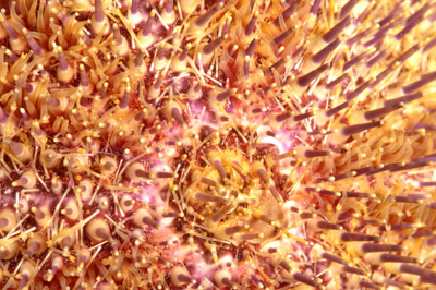 Underwater fauna along the coast of Charente-Maritime in France. Photographs by Amar Guillen.