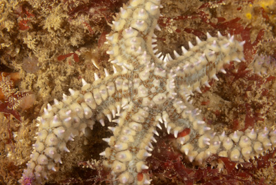 Underwater fauna along the coast of Charente-Maritime in France. Photographs by Amar Guillen.
