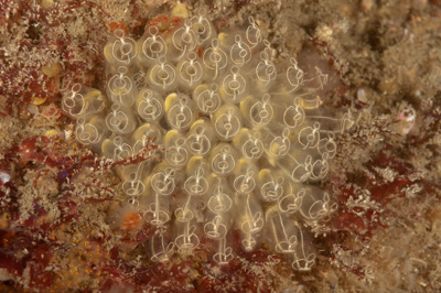 Underwater fauna along the coast of Charente-Maritime in France. Photographs by Amar Guillen.