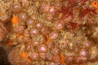 Underwater fauna along the coast of Charente-Maritime in France. Photographs by Amar Guillen.