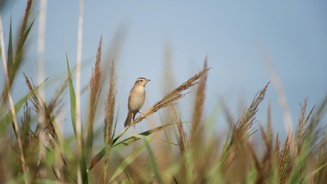 Phragmite aquatique dans une roselière de la Charente-Maritime.