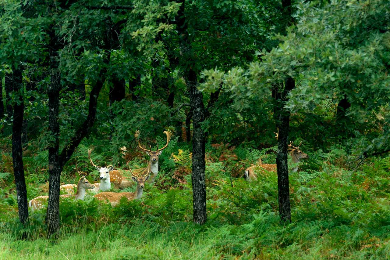 Herd of fallow deers in a forest of Poitou-Charentes region, France.