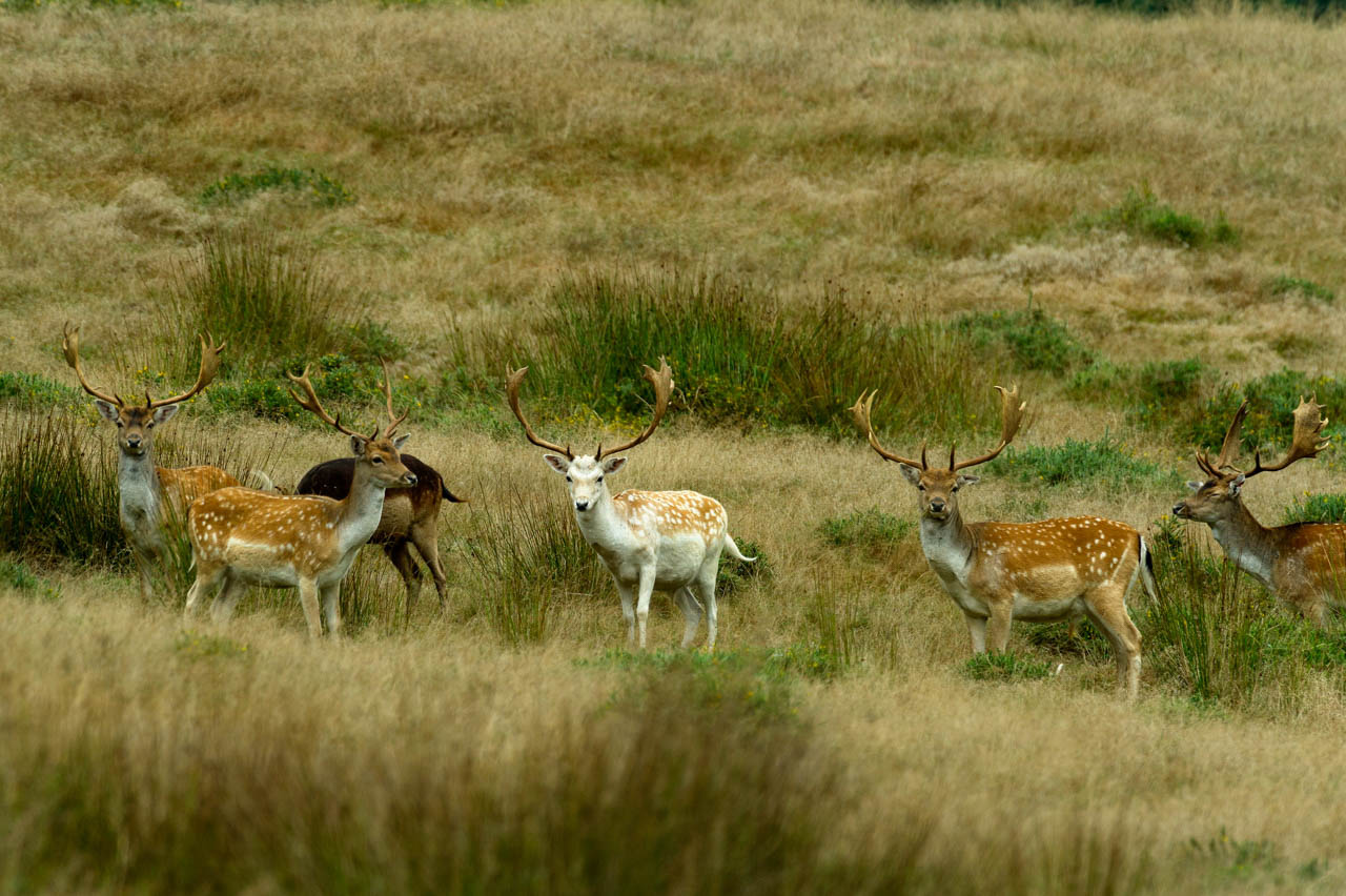 Herd of fallow deers in a forest of Poitou-Charentes region, France.