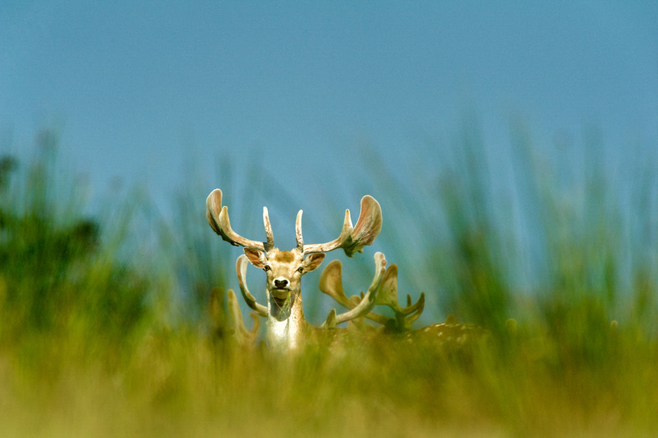 Herd of fallow deers in a forest of Poitou-Charentes region, France.