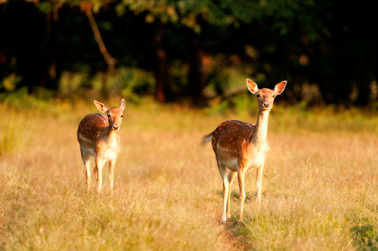 A doe and her fawn in a forest in Poitou-Charentes, France.