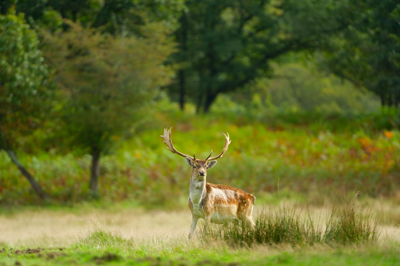 A deer in a meadow bordering a forest of Poitou-Charentes, France.
