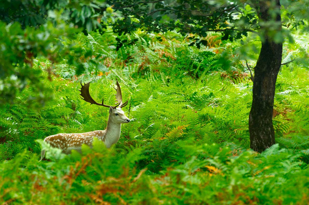 A deer in a clearing in a forest in Poitou-Charentes.