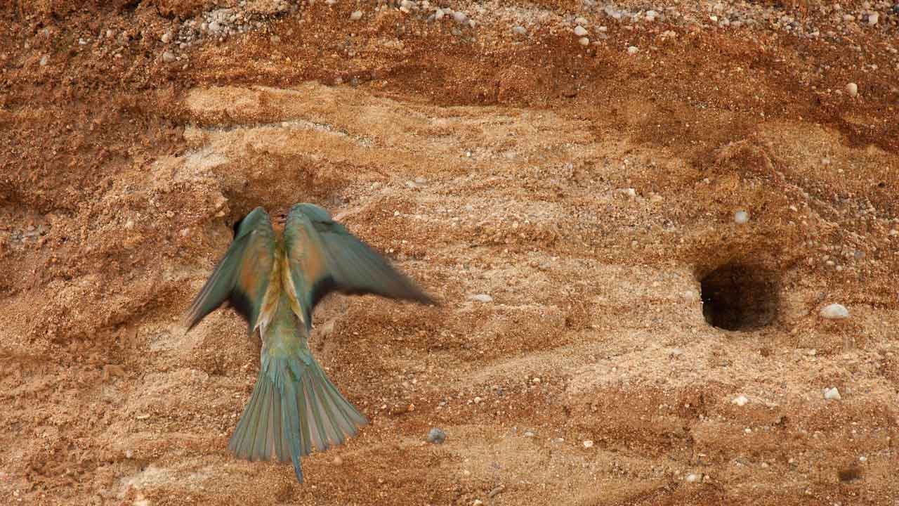 European Bee-eater feeding juveniles in his burrow in a sand quarry.