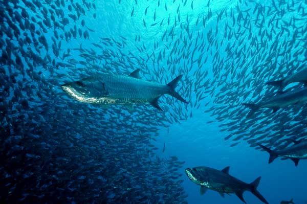 Le tarpon sardines run à Bonaire dans le sud de la mer Caraïbe.