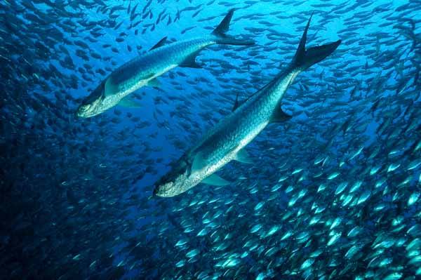 Le tarpon sardines run à Bonaire dans le sud de la mer Caraïbe.