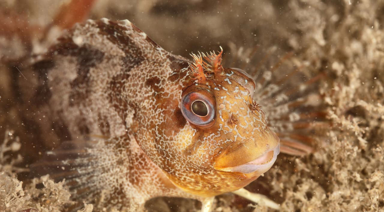 Tompot Blenny hidding in the Recoin wreck off the coast of Oleron Island in France.