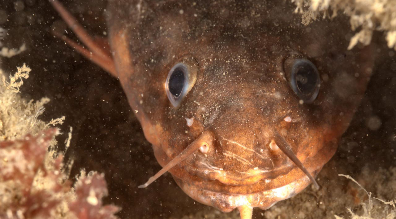 Forkbeard hidding in the Recoin wreck off the coast of Oleron Island in France.