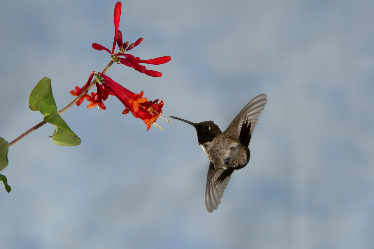 Colibri en vol en train de butiner une fleur.