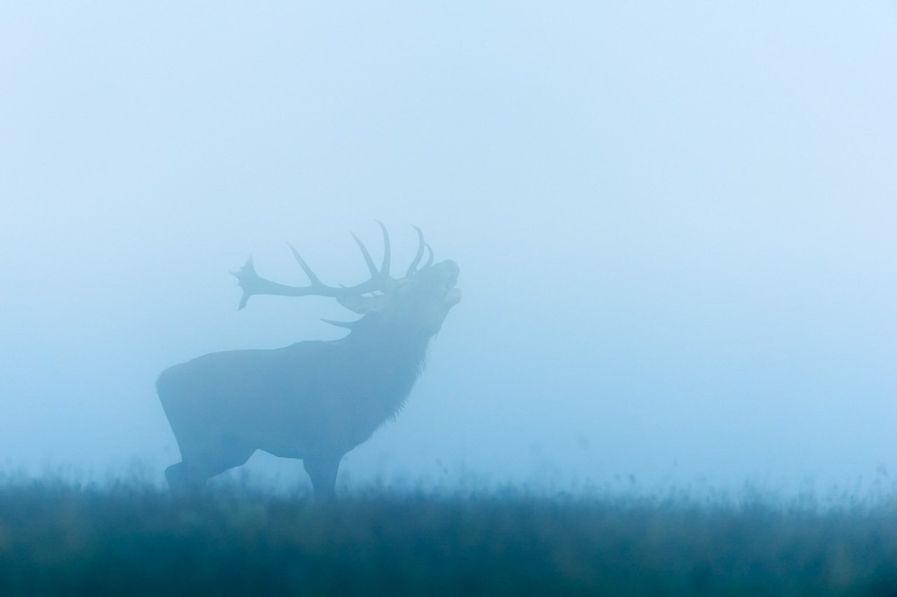 Red deer stag bugling in the fog in West of France in Charente-Maritime.