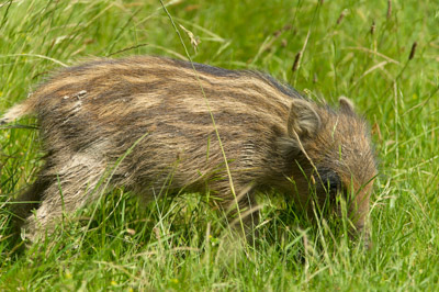 Wild hogs of the forests of Charente-Maritime in France. Photographs by Amar Guillen.