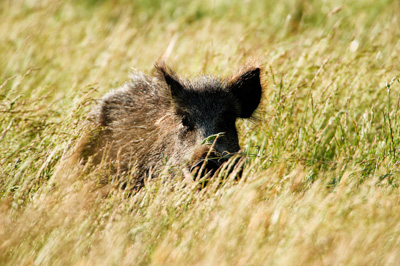 Wild hogs of the forests of Charente-Maritime in France. Photographs by Amar Guillen.