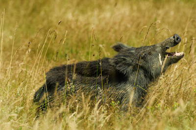 Wild hogs of the forests of Charente-Maritime in France. Photographs by Amar Guillen.