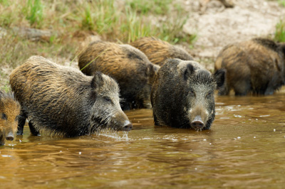 Wild hogs of the forests of Charente-Maritime in France. Photographs by Amar Guillen.