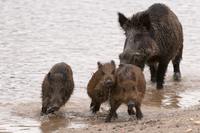 Wild hogs of the forests of Charente-Maritime in France. Photographs by Amar Guillen.