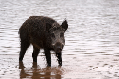 Wild hogs of the forests of Charente-Maritime in France. Photographs by Amar Guillen.