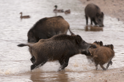 Wild hogs of the forests of Charente-Maritime in France. Photographs by Amar Guillen.