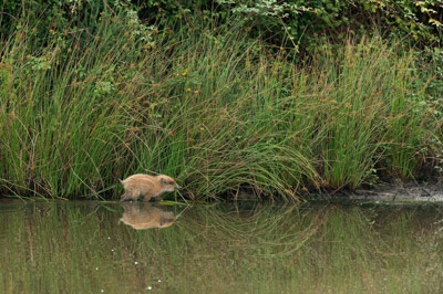 Wild hogs of the forests of Charente-Maritime in France. Photographs by Amar Guillen.