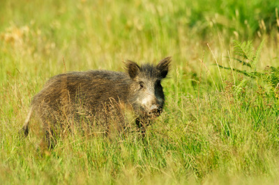 Wild hogs of the forests of Charente-Maritime in France. Photographs by Amar Guillen.