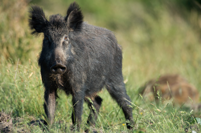 Wild hogs of the forests of Charente-Maritime in France. Photographs by Amar Guillen.