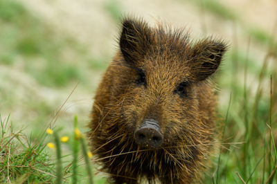 Wild hogs of the forests of Charente-Maritime in France. Photographs by Amar Guillen.