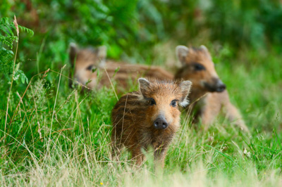 Wild hogs of the forests of Charente-Maritime in France. Photographs by Amar Guillen.