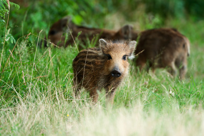 Wild hogs of the forests of Charente-Maritime in France. Photographs by Amar Guillen.