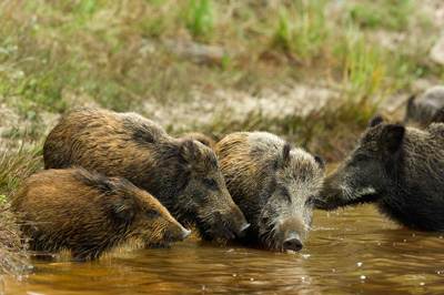 Wild hogs of the forests of Charente-Maritime in France. Photographs by Amar Guillen.