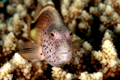 Fish of Marsa Shagra in the Red Sea. Underwater harmony of colors. Photographs by Amar Guillen.